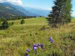 Wakacje Austria alpejska łąka2